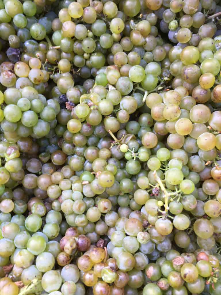 Wisconsin Vineyard Grapes