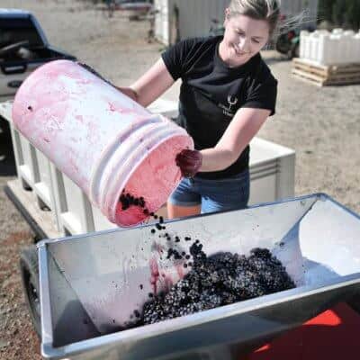 Timber Hill Winery gallery Amanda processing grapes in the vineyard
