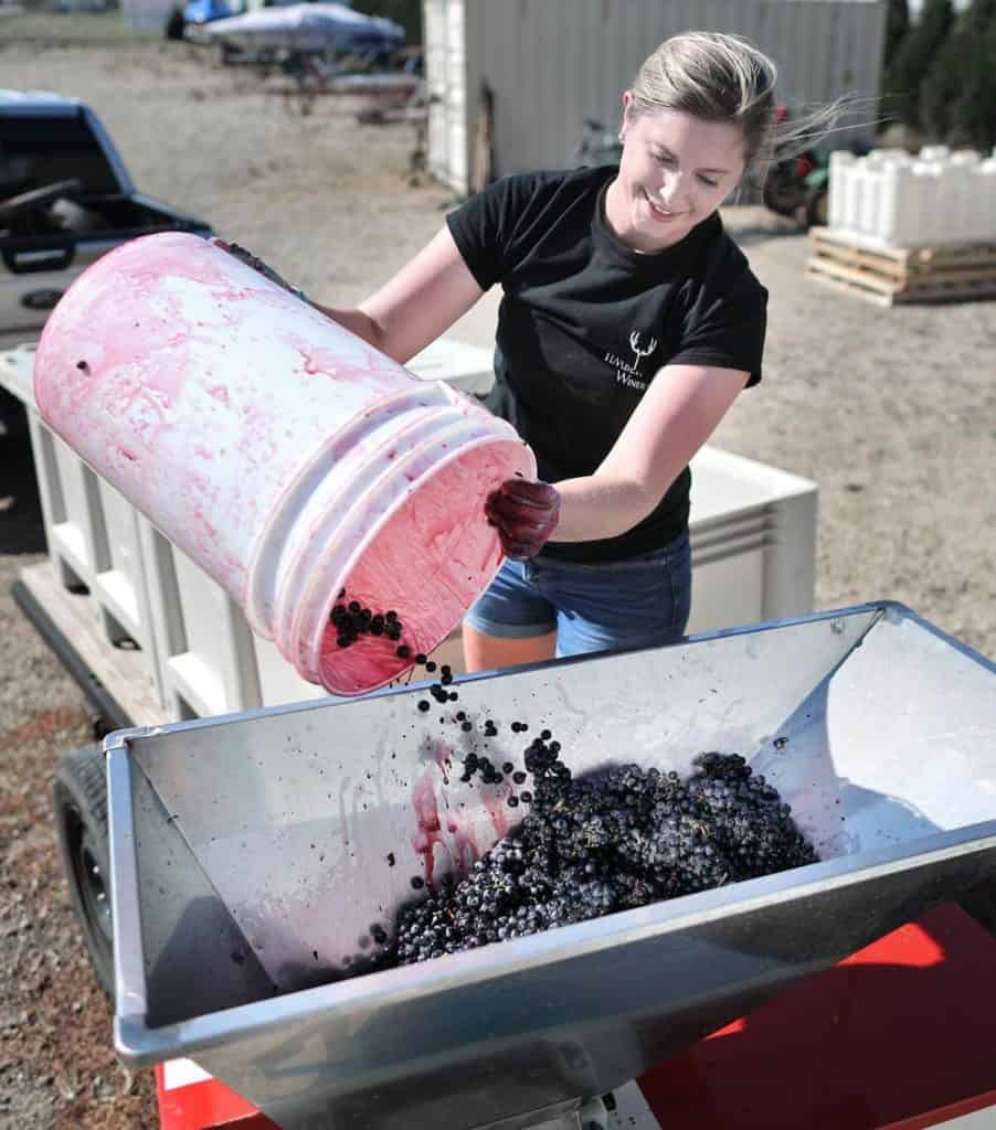 Timber Hill Winery gallery Amanda processing grapes in the vineyard