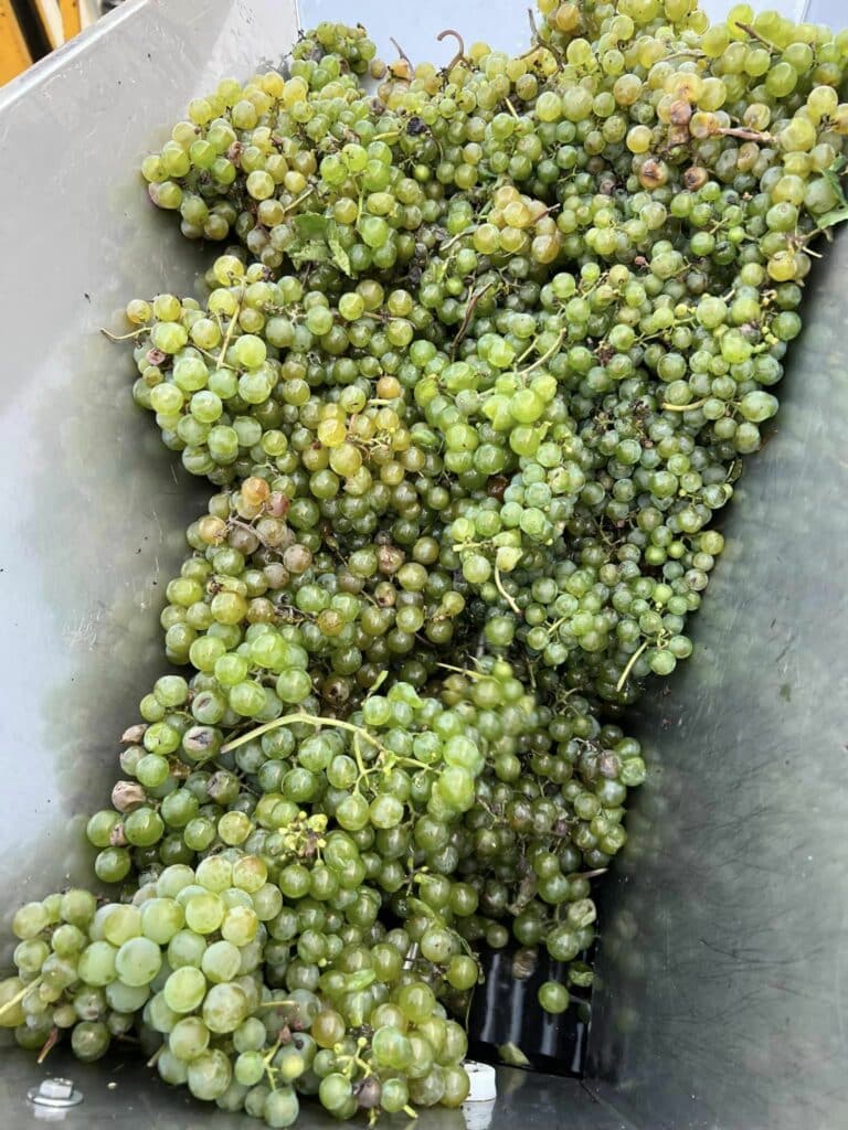 green grapes from wine tasting tour