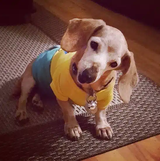 A dog from Albert's Dog Lounge dressed in a yellow and blue outfit