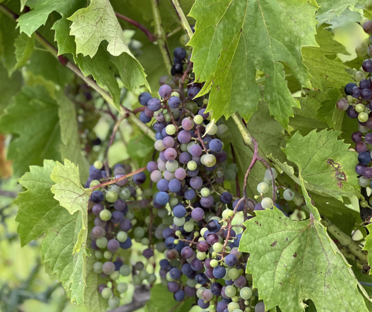 Grapes from Timber Hill Winery